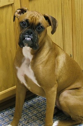 boxer0605v.jpg