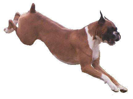 flying.jpg